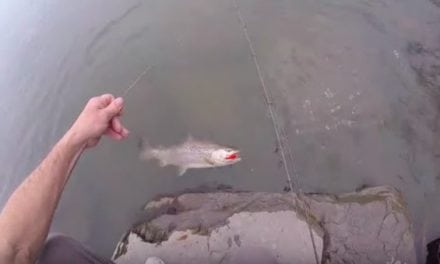 Video: Here’s What a Nice Brown Trout Thinks of an Orange Stick Bait