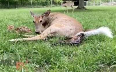 Video: Incredible Footage of a Doe Birthing 4 Fawns