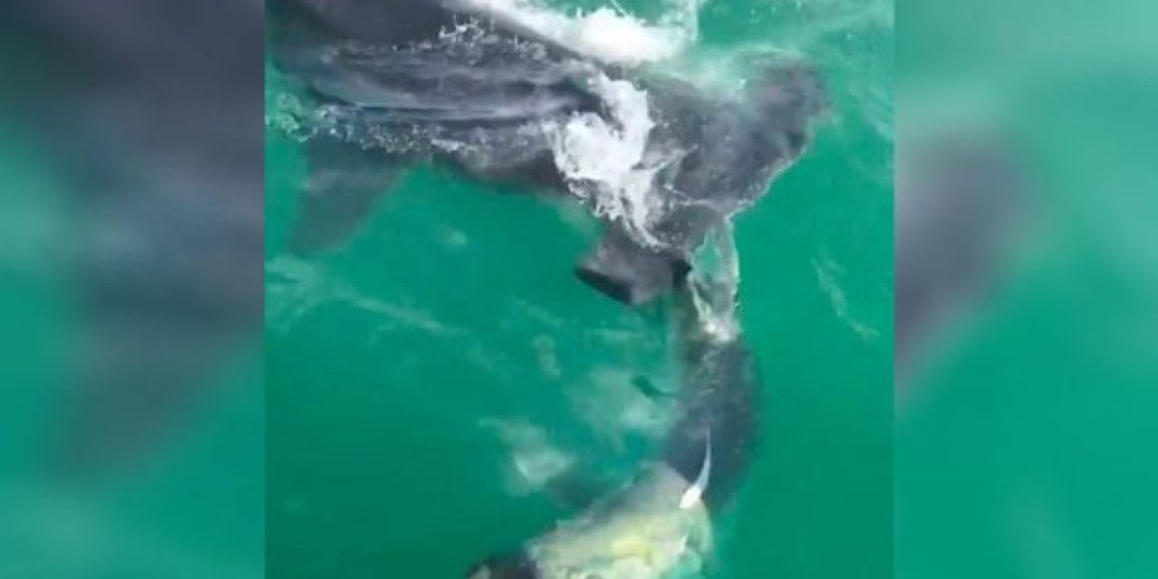 Video: Massive Hammerhead Attacks Tarpon Right at Boat