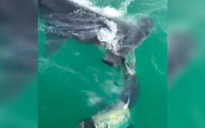 Video: Massive Hammerhead Attacks Tarpon Right at Boat