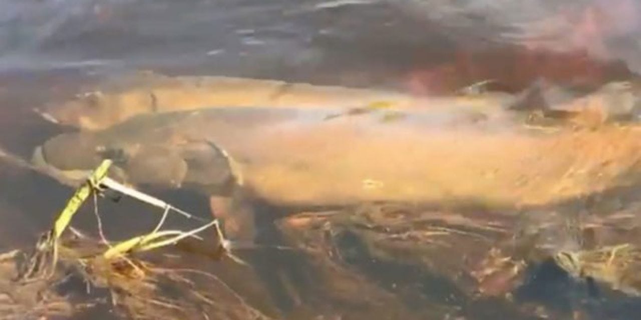 Video: Muskie Spawning Is a Wicked Sight to See