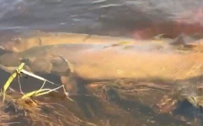 Video: Muskie Spawning Is a Wicked Sight to See