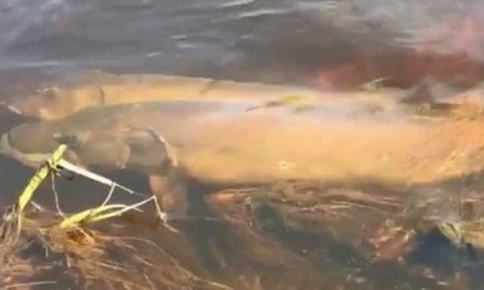 Video: Muskie Spawning Is a Wicked Sight to See