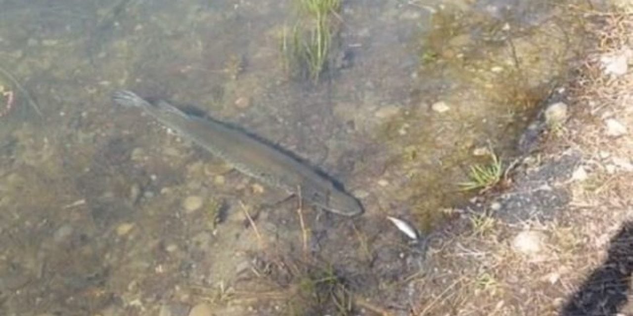 Video: Playing Fetch with a Hungry Northern Pike
