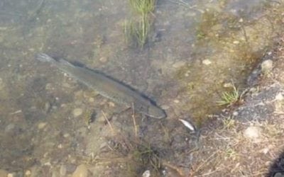 Video: Playing Fetch with a Hungry Northern Pike