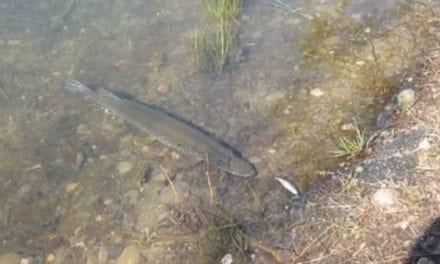 Video: Playing Fetch with a Hungry Northern Pike