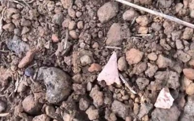 Video: Shed Hunters Find an Ancient Native American Village by Accident