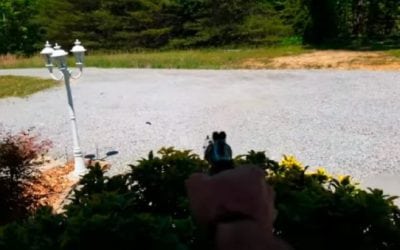 Video: Shooting Carpenter Bees With 22plinkster