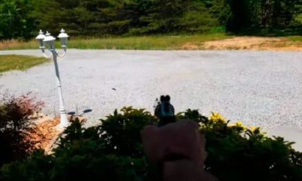 Video: Shooting Carpenter Bees With 22plinkster