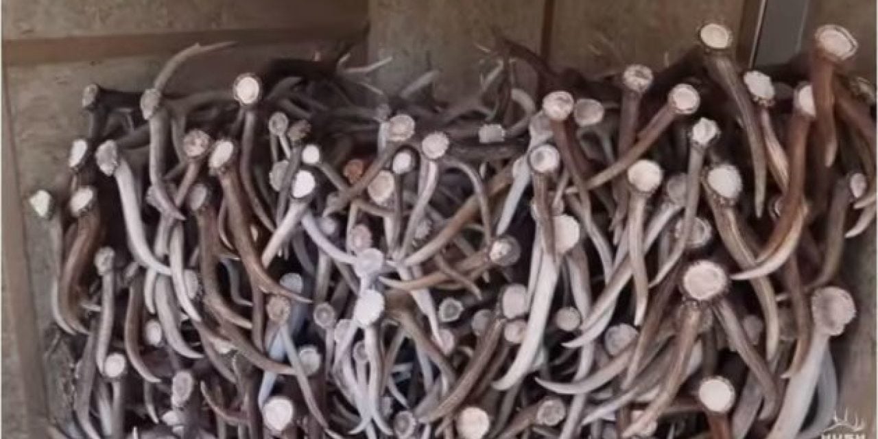 Video: There’s More to Selling Shed Antlers Than You Think