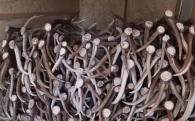 Video: There’s More to Selling Shed Antlers Than You Think