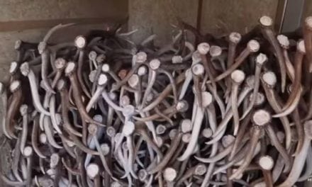 Video: There’s More to Selling Shed Antlers Than You Think