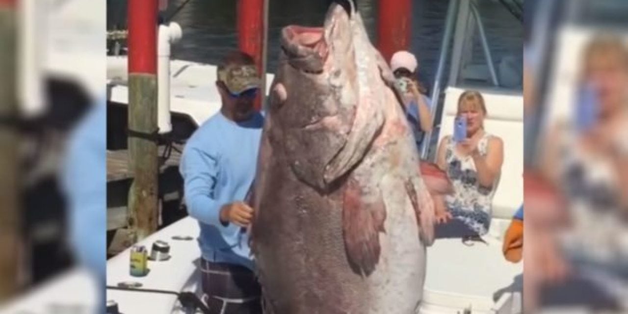 Video: This Grouper is The Biggest Fish You’ll See All Week