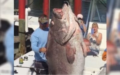 Video: This Grouper is The Biggest Fish You’ll See All Week