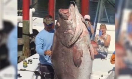 Video: This Grouper is The Biggest Fish You’ll See All Week