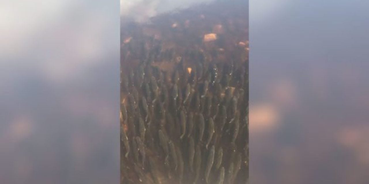 Video: Where the Walleye Go to Spawn