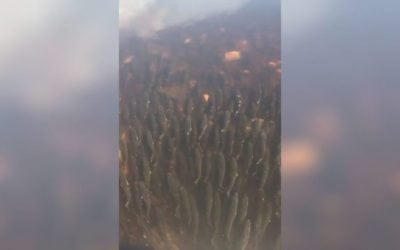 Video: Where the Walleye Go to Spawn