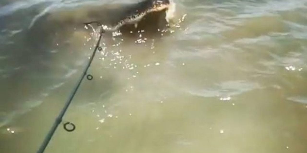 Walking Fisherman Almost Turns Into a Gator’s Lunch