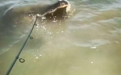 Walking Fisherman Almost Turns Into a Gator’s Lunch