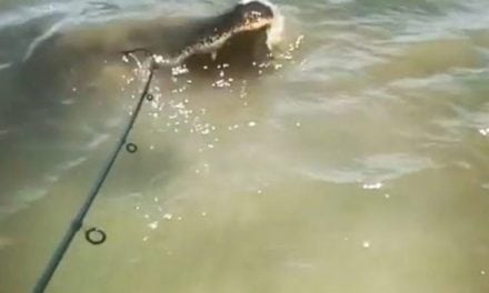 Walking Fisherman Almost Turns Into a Gator’s Lunch