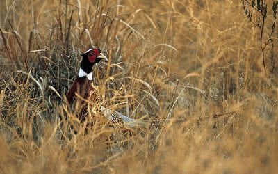 What Is R.A.W.A. And Why Should I Support It?