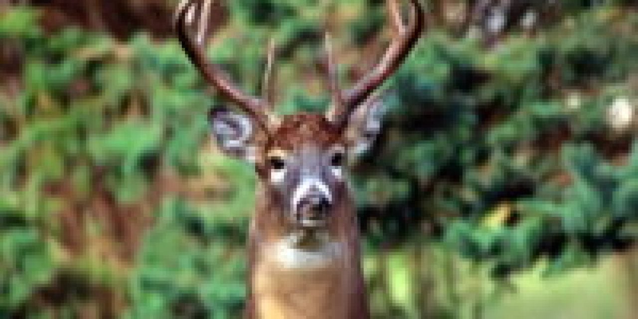 Why Do Deer Snort? – Whitetail Behavior