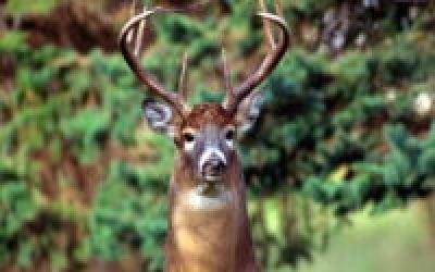 Why Do Deer Snort? – Whitetail Behavior