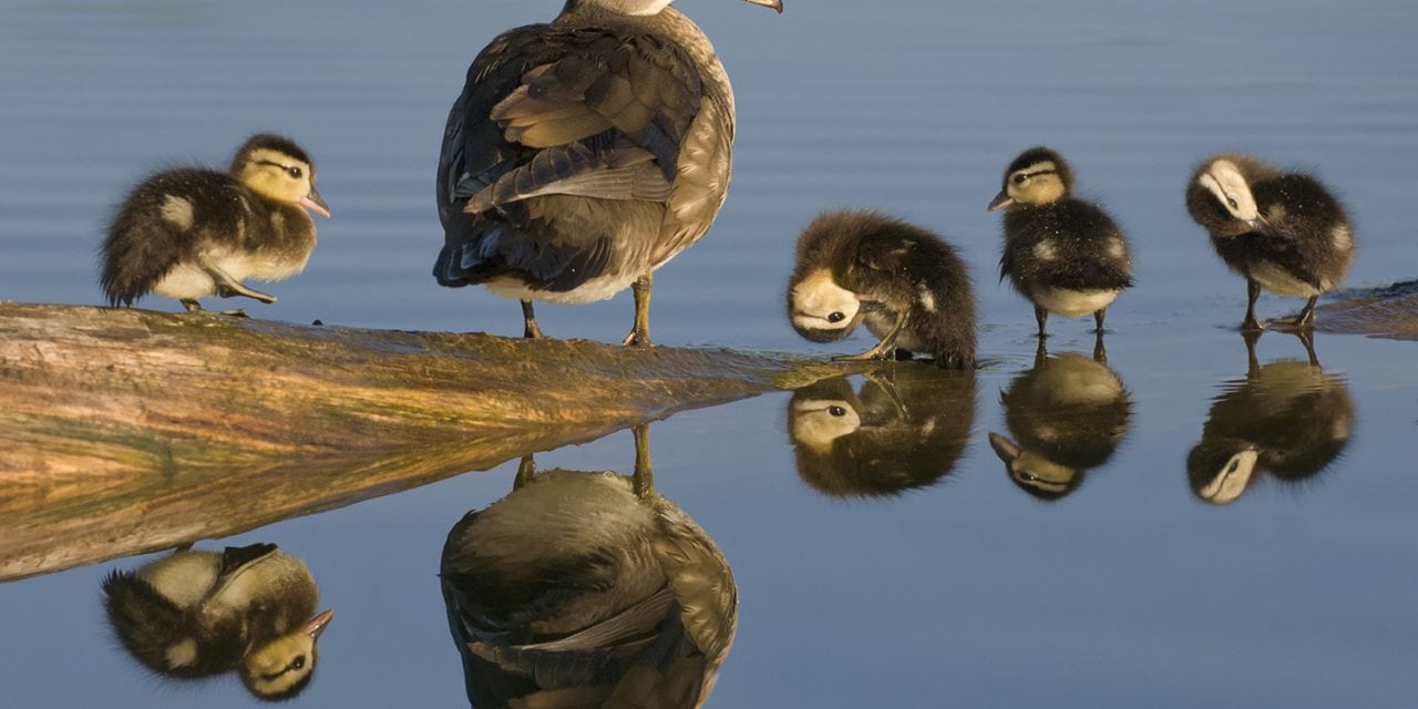 Wildlife Family Portraits