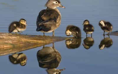 Wildlife Family Portraits