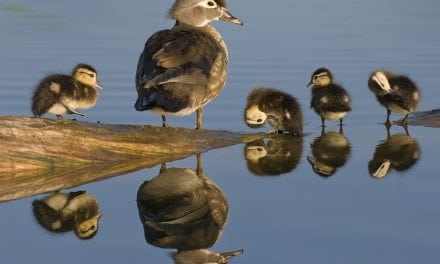 Wildlife Family Portraits