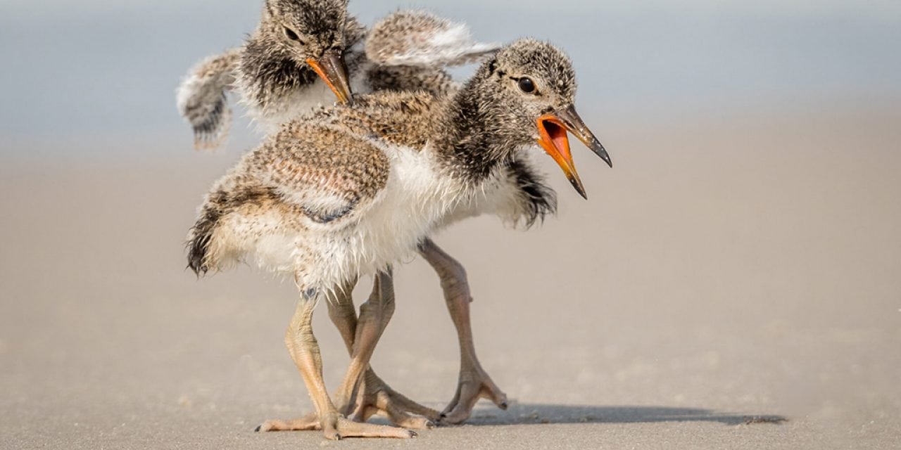 Wildlife In Motion Assignment Winner Stan Bysshe