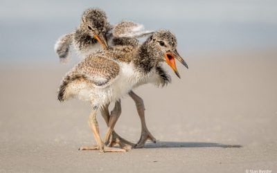 Wildlife In Motion Assignment Winner Stan Bysshe