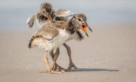 Wildlife In Motion Assignment Winner Stan Bysshe