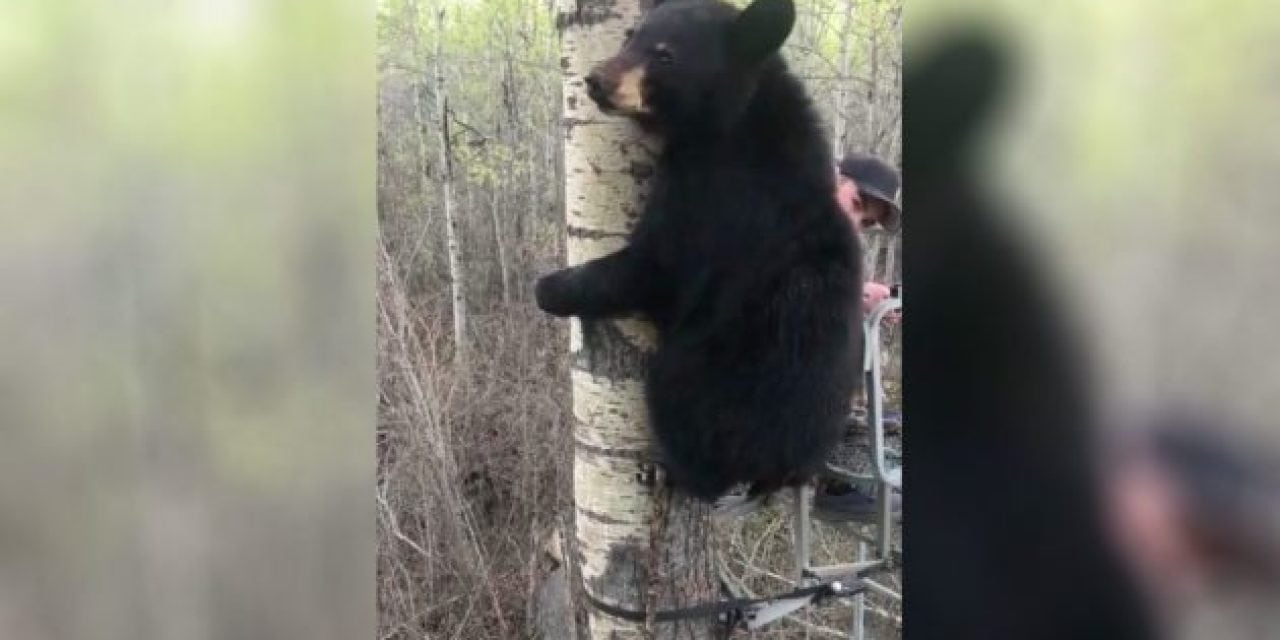 Young Bear Greets Young Hunter in Viral Video