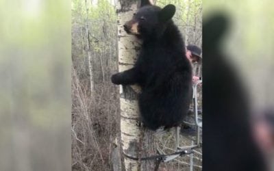 Young Bear Greets Young Hunter in Viral Video