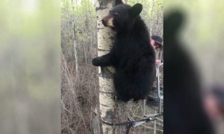 Young Bear Greets Young Hunter in Viral Video