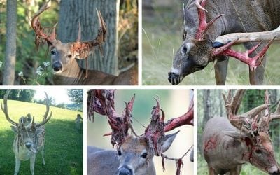 10 Awesome Photos of Deer Shedding Their Velvet