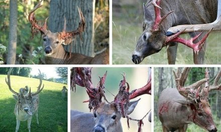 10 Awesome Photos of Deer Shedding Their Velvet