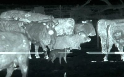 45 Coyotes Downed While Thermal Predator Hunting