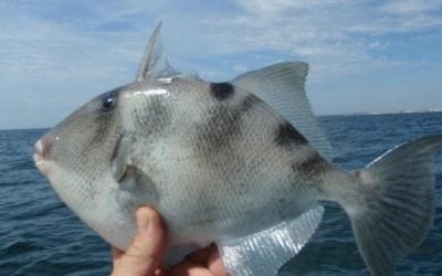 5 Great-Tasting Saltwater Fish You Should Try Cooking This Summer