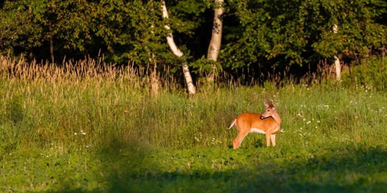 5 Tips for Off-Season Prepping Your Hunting Spot