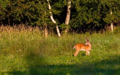 5 Tips for Off-Season Prepping Your Hunting Spot