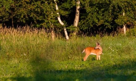 5 Tips for Off-Season Prepping Your Hunting Spot