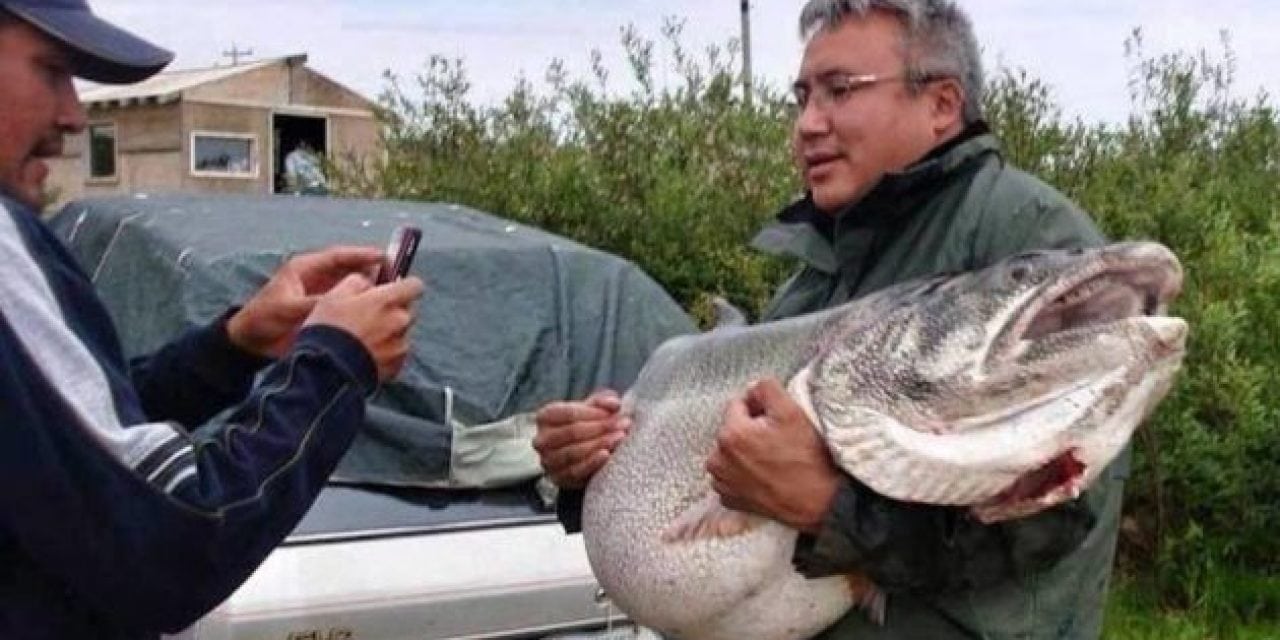 83-Pound Netted Lake Trout is a Merciless Tease for Sport Anglers