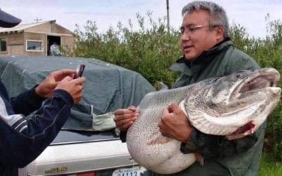 83-Pound Netted Lake Trout is a Merciless Tease for Sport Anglers