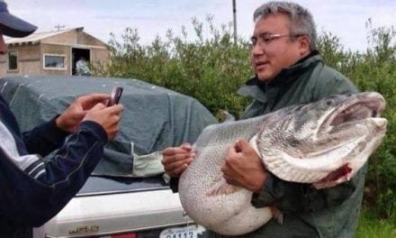 83-Pound Netted Lake Trout is a Merciless Tease for Sport Anglers