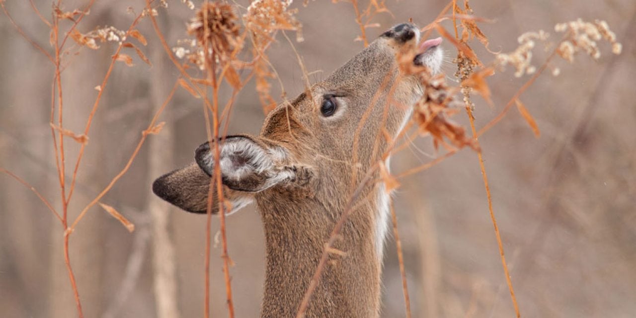 9 Food Plot Tips That Will Bring in the Deer in Droves