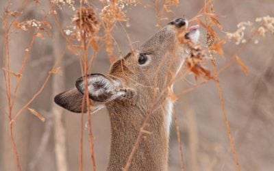 9 Food Plot Tips That Will Bring in the Deer in Droves