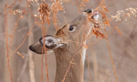9 Food Plot Tips That Will Bring in the Deer in Droves