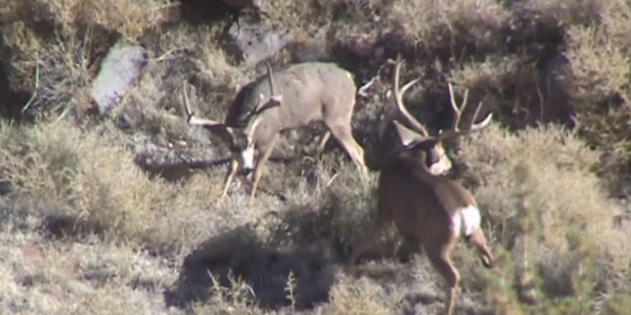 Arizona Mule Deer Bucks Fight to the Death